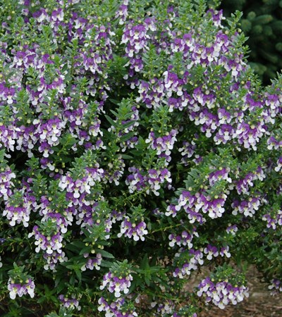 Summer Snapdragon Angelface® Wedgwood Blue